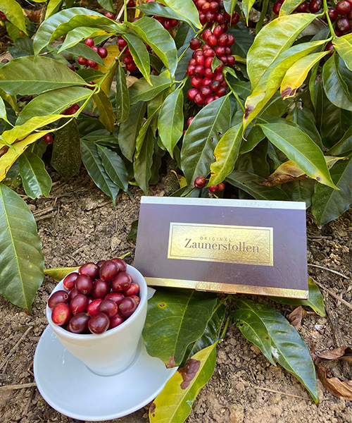 Coffee beans and Zaunerstollen decoratively displayed. In the background are branches with fresh coffee beans.